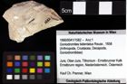 Foto (Objket + Etiketten) von Cycloprosopon cf. octonarium (Schweitzer & Feldmann, 2010) 